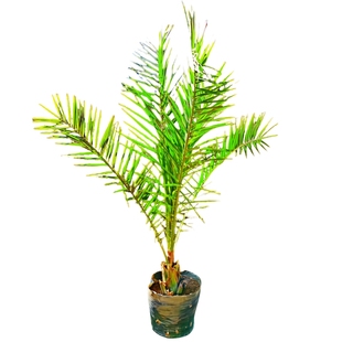 加拿利海枣树苗庭院常绿耐寒苗木棕榈海藻易活室外别墅行道风景树