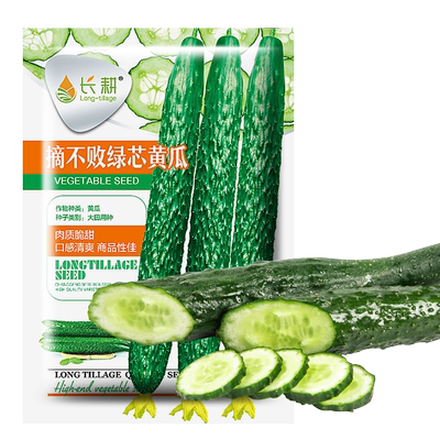 绿芯黄瓜种子苗高产耐热四季盆栽