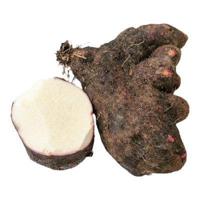 白心现挖新鲜5斤秧脚板薯