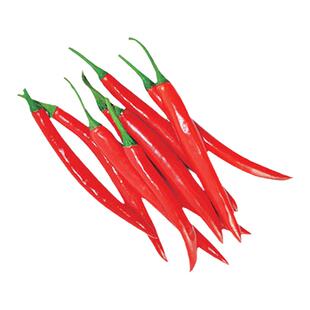 正宗摘不败美人椒秧苗大树红尖椒红辣椒苗子特香辣四季盆栽菜秧苗