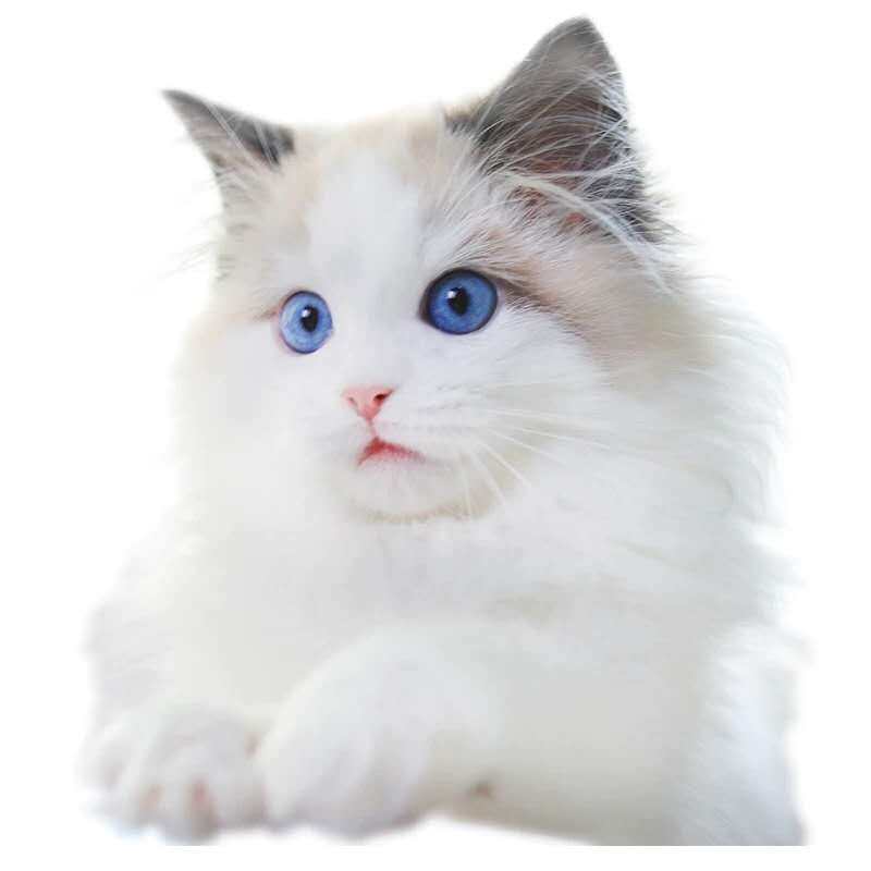 布偶猫纯种活体领养海双长毛