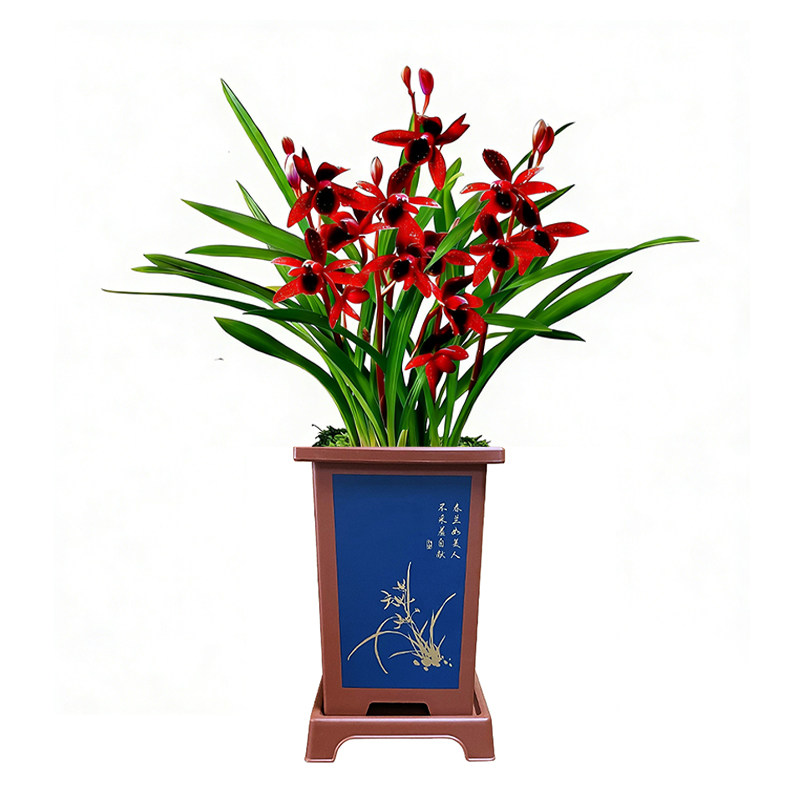 艾莹名贵兰花苗盆栽 建兰天红 有香味的红素花卉绿植四季室内好养
