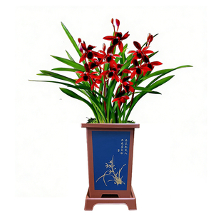 艾莹兰花苗盆栽 建兰天红 夏带花苞出售红素好养花卉四季室内好养