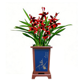 艾莹名贵兰花苗盆栽 建兰天红 有香味的红素花卉绿植四季室内好养