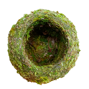 苔藓球植物创意花盆 蝴蝶兰石斛种植微景观青苔盆栽趣味家居保湿