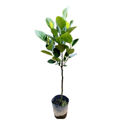 菠萝蜜树树苗四季红肉1号干苞