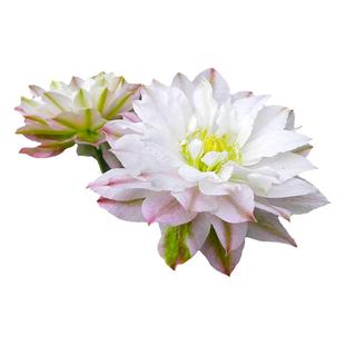 伟伟园艺 重瓣铁线莲舞笑 攀援花卉株型矮小适合小空间容器栽培