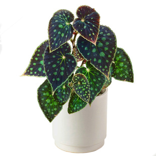 ins 网红蟆叶观叶秋海棠盆栽新奇开花卉植物室内客厅阳台桌面好养