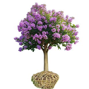 紫薇花百日红室外庭院树苗大型绿化道路风景树别墅老桩树苗花卉