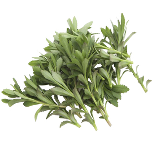 野菜基地养心菜种子救心菜红费菜种苗高钙菜景天三七 包成活 包邮