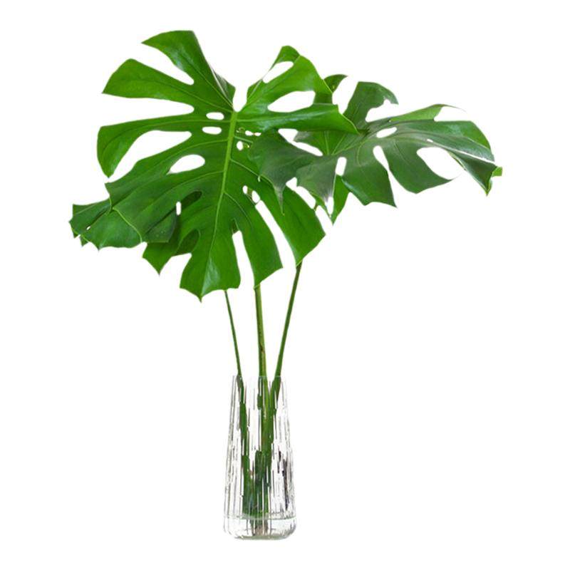 海蒂的花园室内绿植铂金钻龟背竹盆栽室内客厅桌面办公室观叶植物