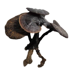 广西纯野生黑灵芝干货整枝黑灵芝紫灵芝泡酒料灵芝250g