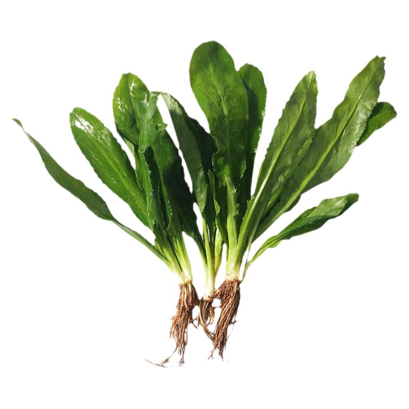 新鲜云南大香菜芫茜刺芹洋芫荽老缅傣香料广西横县鱼生料带根包邮