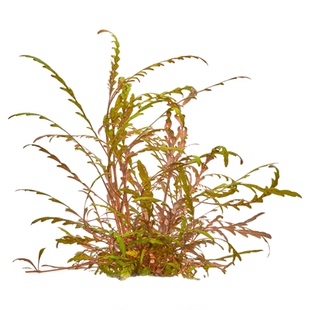 艾伦的水草UK雨羽裂水蓑衣水下叶中后景叶底红绿宫廷紫红丁香虎耳