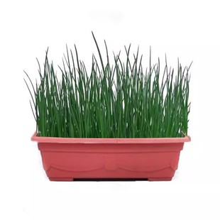 四季小香葱种子庭院阳台盆栽小葱种籽蔬菜种子四季播易种农家菜园