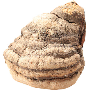 长白山野生苦白蹄 250g阿里红 层孔菌 野生阿味 非白灵芝