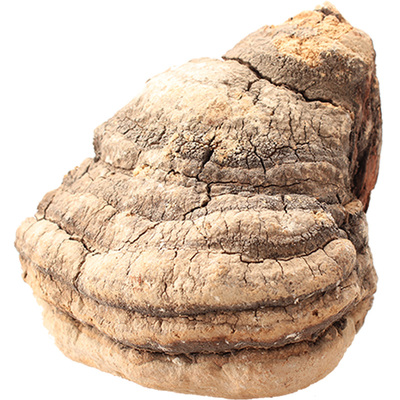 长白山250g阿里层孔菌野生灵芝