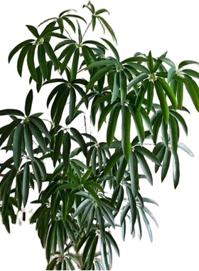 夏威夷鹅掌柴植物好看艺术风