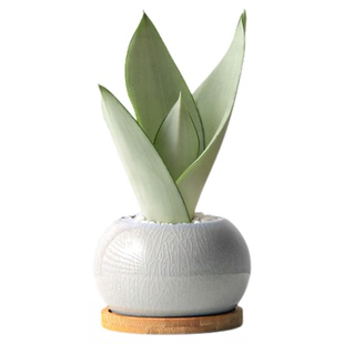 白玉虎皮兰矮化黄金边虎皮兰桌面水培小绿植室内盆栽植物好养易活