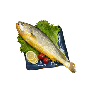 野生大黄鱼鲜冷冻包邮深海鱼海鱼新鲜黄花鱼每条一斤海鲜水产鲜活