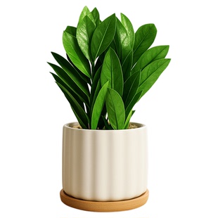 金钱树盆栽植物办公室内桌面小绿植净化空气四季常青招财盆景好养