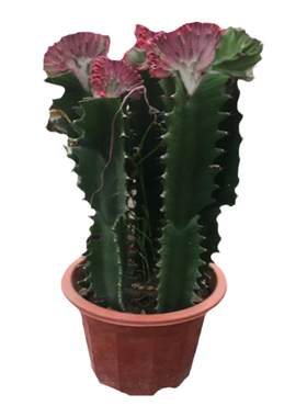 彩春风五指山仙人掌绿植多肉植物