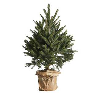 真的圣诞树真树活云杉2025新款圣诞节装饰家用盆栽客厅松树诺贝松