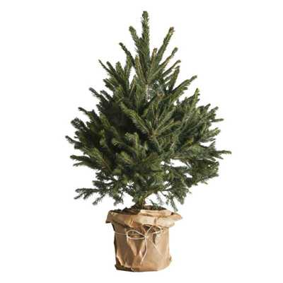 真的圣诞树2025新款保证精品苗