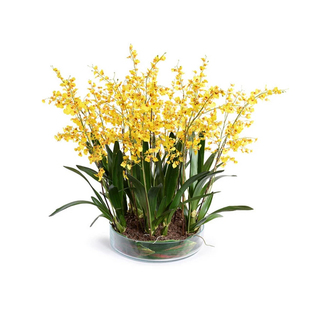 塔莎的花园文心兰盆栽花苗梦香兰室内阳台兰花年宵花带花苞好养