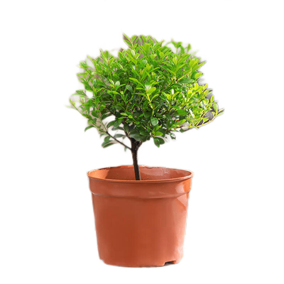 各类小盆栽绿植素材苗盆景摆件