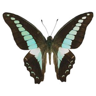 真蝴蝶原蝶青凤蝶未展翅蝴蝶标本制作diy研学手工材料A1/A-品质