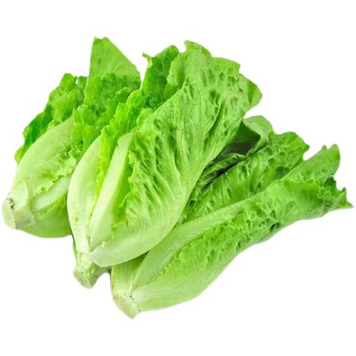 意大利生菜种子四季包心盆栽