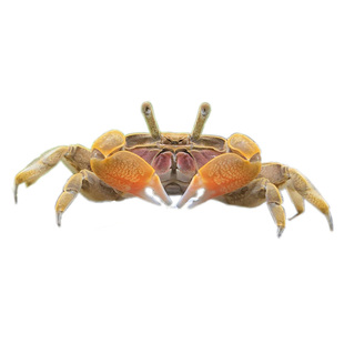 迷你蟹辣椒蟹活体宠物螃蟹观赏蟹吃虫除藻淡水蟹鱼缸爬行底栖动物