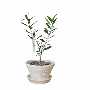 DOLV 豆绿 地中海油橄榄 圣托里尼的温柔 室内喜阳小众植物盆栽