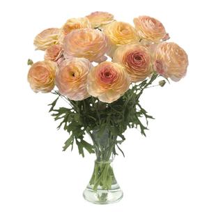 海蒂的花园旗舰店花毛茛洋牡丹盆栽花苗带花苞阳台易养花卉绿植