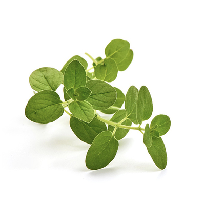 新鲜牛至叶奥勒冈草披萨草香料