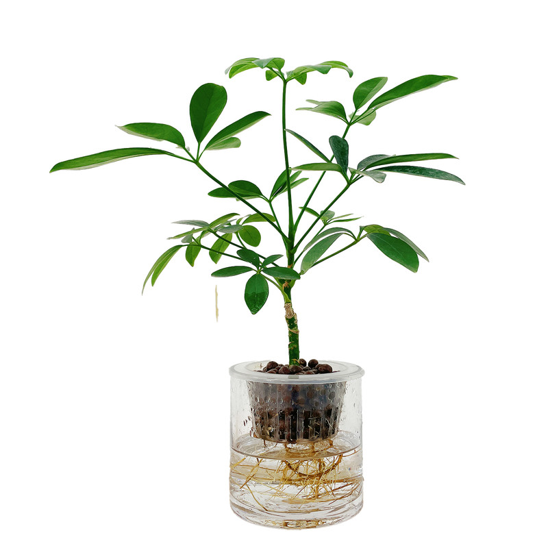 纯水培植物室内好养耐阴易活盆栽鸭脚木旺宅客厅绿植水养小型盆景