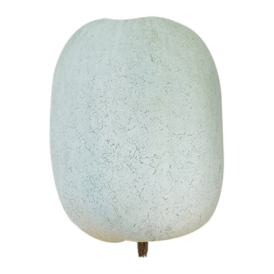 粉皮冬瓜种子苗秧阳台四季