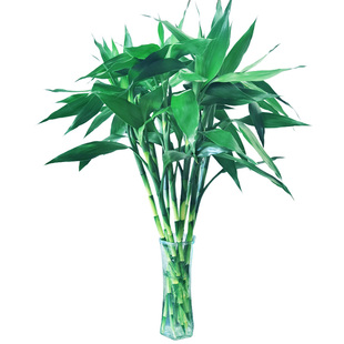 富贵竹水培植物客厅招竹子大叶绿植盆栽花卉植物室内花办公桌驱蚊