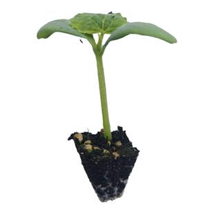 高产绿芯黄瓜秧苗脆嫩多汁强磁大水果黄瓜密刺黄瓜蔬菜苗四季盆栽