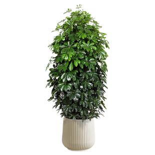 鸭脚木八方来财植物丛生盆栽客厅绿植大型室内外花卉树苗四季好养