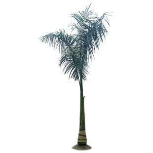 热带植物景观树大王椰树苗庭院别墅风景树苗园林绿化苗木棕榈树苗