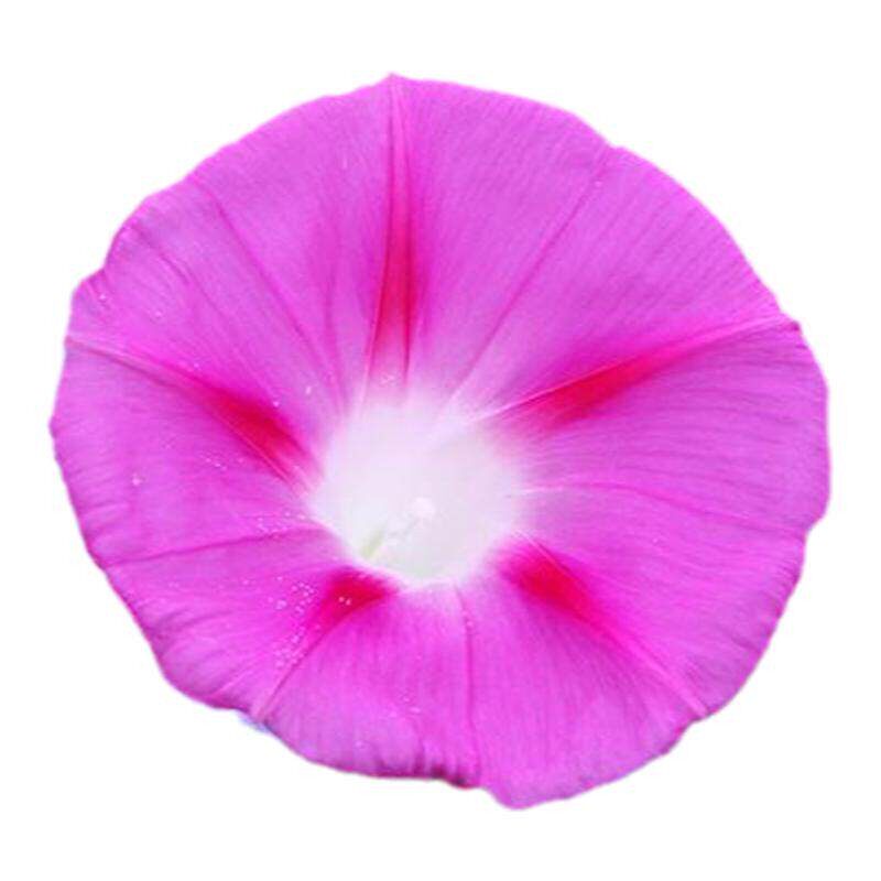 小院阳台盆栽牵牛花种子开花漂亮
