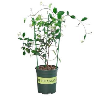 风车茉莉爬藤植物垂丝络石藤多季开花苗室内阳台花卉盆栽常青绿植