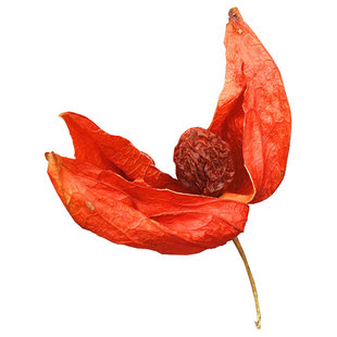 新货干的红姑娘果苦姑娘锦灯笼果皮一体山红菇娘中药材100克 包邮