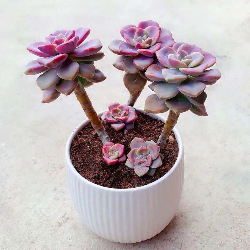 多肉植物糖心紫乐老桩悬崖群生多头超大肉肉植物小苗叶片绿植盆栽