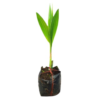 青椰子苗 黄金矮化椰子树苗 金椰水果南方种植庭院地栽