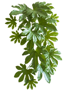掬涵八角金盘插花墙面仿真绿植