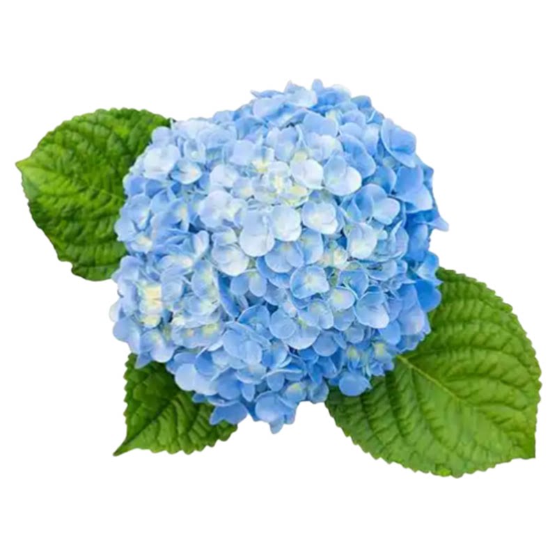绣球花苗【新手推荐】18包邮对版