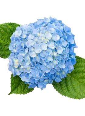 绣球花苗【新手推荐】15包邮对版